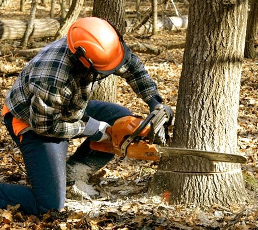 Tree Removal in Hillsboro, TX
